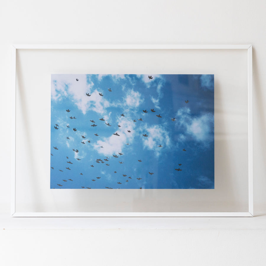 Sky and birds / A2 wh frame