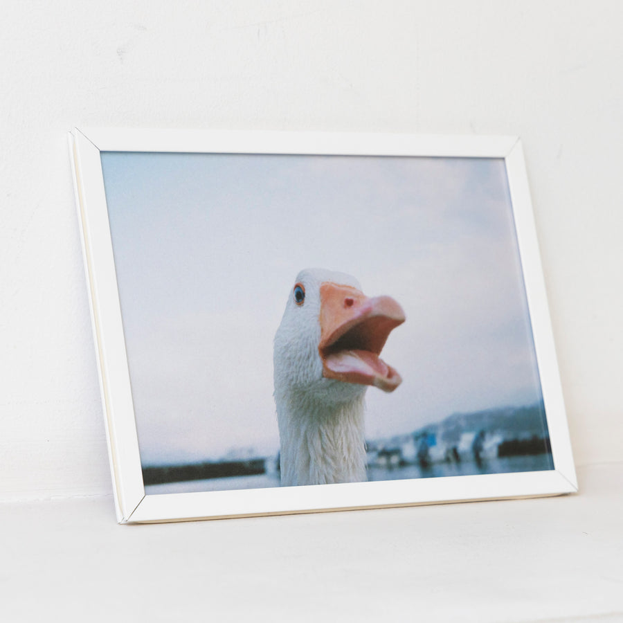 DUCK up / A5 wh frame